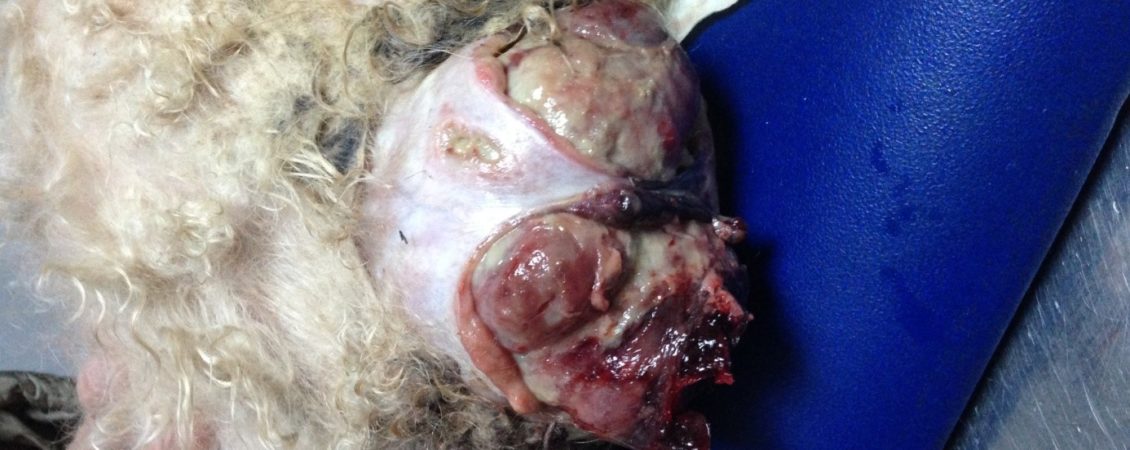 tumora mamara